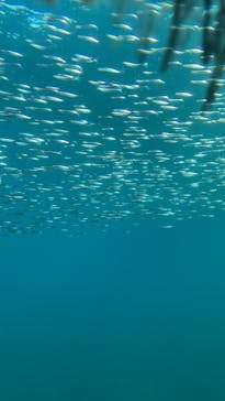 串本海中公園水族館に投稿された画像（2023/1/5）