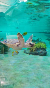 鴨川シーワールドに投稿された画像（2023/1/5）