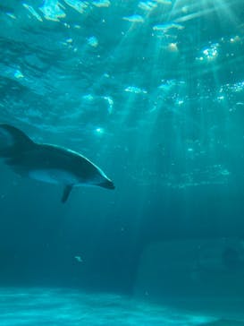 鴨川シーワールドに投稿された画像（2023/1/5）