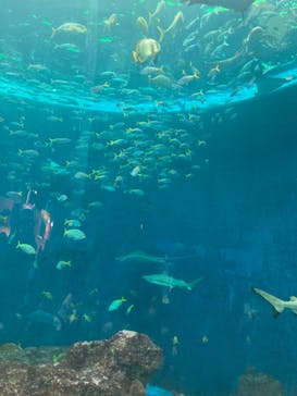 鴨川シーワールドに投稿された画像（2023/1/5）