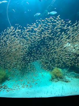 環境水族館アクアマリンふくしまに投稿された画像（2023/1/6）