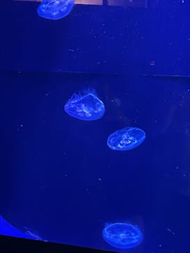 沖縄美ら海水族館に投稿された画像（2023/1/6）