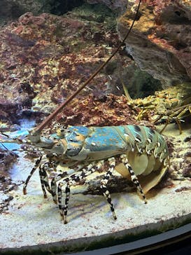 沖縄美ら海水族館に投稿された画像（2023/1/6）