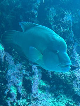 沖縄美ら海水族館に投稿された画像（2023/1/6）