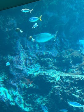 沖縄美ら海水族館に投稿された画像（2023/1/6）
