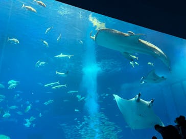 沖縄美ら海水族館に投稿された画像（2023/1/6）