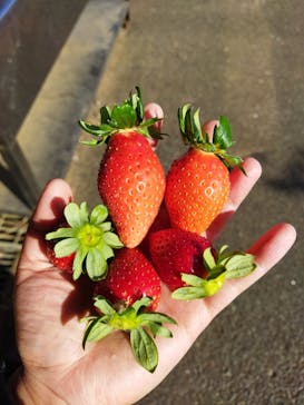 マザー牧場に投稿された画像（2023/1/6）