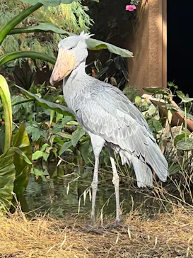 神戸どうぶつ王国に投稿された画像（2023/1/6）