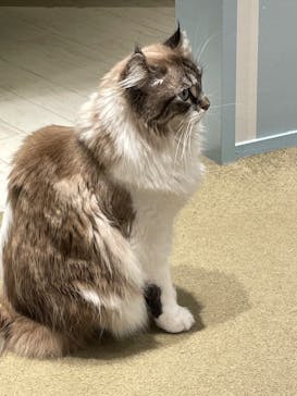 猫カフェモカ　イオンレイクタウン店に投稿された画像（2023/1/6）