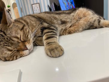 猫カフェモカ　イオンレイクタウン店に投稿された画像（2023/1/6）