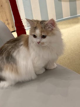 猫カフェモカ　イオンレイクタウン店に投稿された画像（2023/1/6）