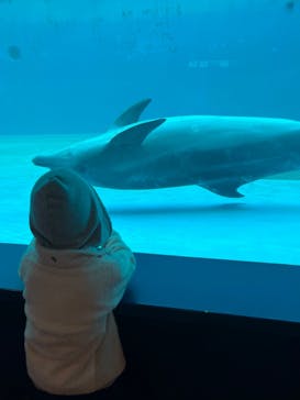 しながわ水族館に投稿された画像（2023/1/6）