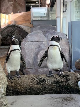 京都水族館に投稿された画像（2023/1/6）