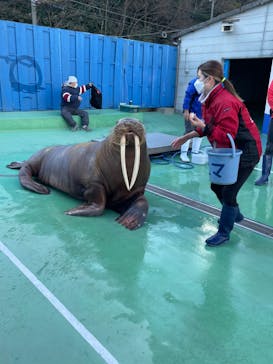ゼロ距離水族館 伊勢シーパラダイスに投稿された画像（2023/1/6）
