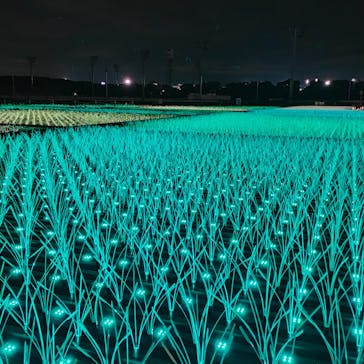 東京メガイルミに投稿された画像（2023/1/6）
