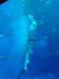 沖縄美ら海水族館に投稿された画像（2023/1/6）