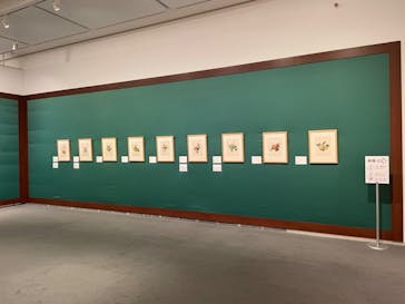 おいしいボタニカル・アート　食を彩る植物のものがたり(SOMPO美術館)に投稿された画像（2023/1/6）