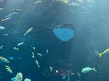 四国水族館に投稿された画像（2023/1/6）