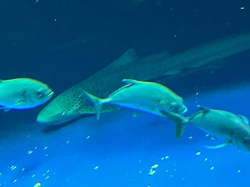 四国水族館に投稿された画像（2023/1/6）