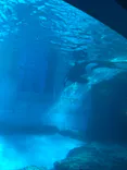 名古屋港水族館に投稿された画像（2023/1/7）
