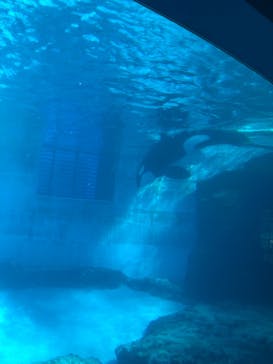 名古屋港水族館に投稿された画像（2023/1/6）