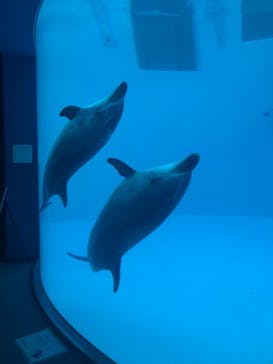 名古屋港水族館に投稿された画像（2023/1/6）