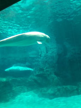 名古屋港水族館に投稿された画像（2023/1/6）