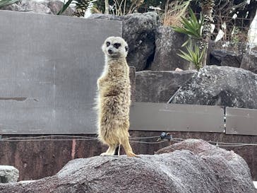 伊豆シャボテン動物公園に投稿された画像（2023/1/6）
