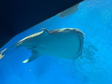 沖縄美ら海水族館に投稿された画像（2023/1/6）