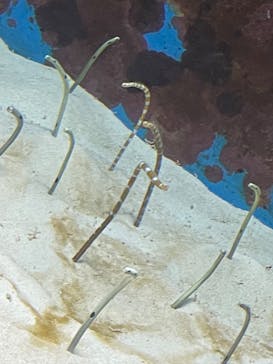 沖縄美ら海水族館に投稿された画像（2023/1/6）