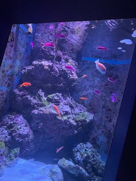 沖縄美ら海水族館に投稿された画像（2023/1/6）