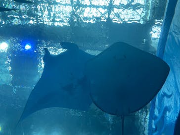 沖縄美ら海水族館に投稿された画像（2023/1/6）