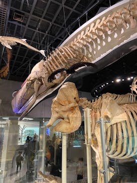 国立科学博物館に投稿された画像（2023/1/6）