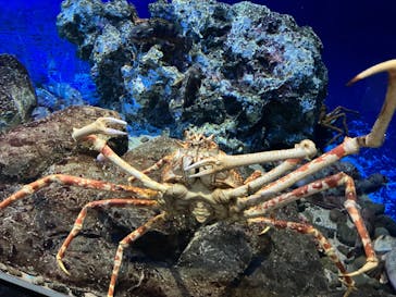 鴨川シーワールドに投稿された画像（2023/1/7）