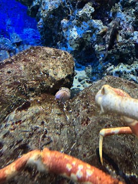 鴨川シーワールドに投稿された画像（2023/1/7）