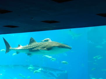 沖縄美ら海水族館に投稿された画像（2023/1/7）