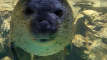 アクアワールド茨城県大洗水族館に投稿された画像（2023/1/7）