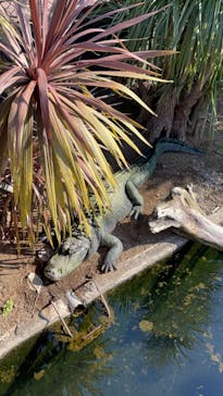 熱川バナナワニ園に投稿された画像（2023/1/7）