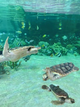 鴨川シーワールドに投稿された画像（2023/1/7）