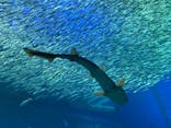 アクアワールド茨城県大洗水族館に投稿された画像（2023/1/7）