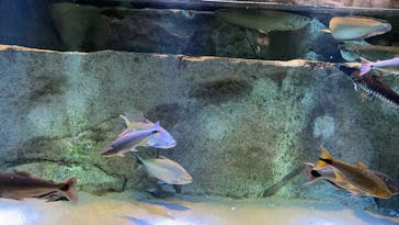 カワスイ 川崎⽔族館に投稿された画像（2023/1/7）