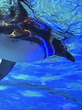 すみだ水族館に投稿された画像（2023/1/7）