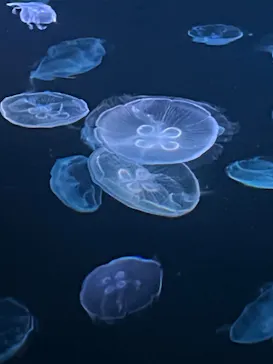 すみだ水族館に投稿された画像（2023/1/7）