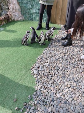 おさるランド＆アニタウン　日光さる軍団劇場に投稿された画像（2023/1/7）