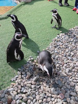 おさるランド＆アニタウン　日光さる軍団劇場に投稿された画像（2023/1/7）