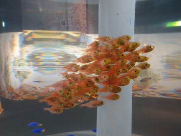 環境水族館アクアマリンふくしまに投稿された画像（2023/1/7）