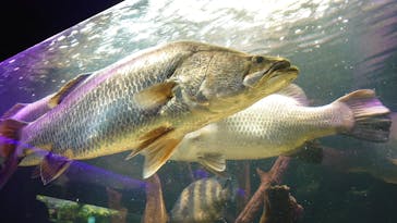 カワスイ 川崎⽔族館に投稿された画像（2023/1/7）