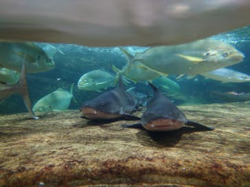 鴨川シーワールドに投稿された画像（2023/1/7）