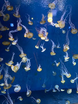 湘南モノレール大船駅に投稿された画像（2023/1/7）