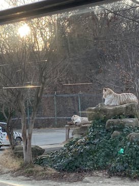 群馬サファリパークに投稿された画像（2023/1/7）